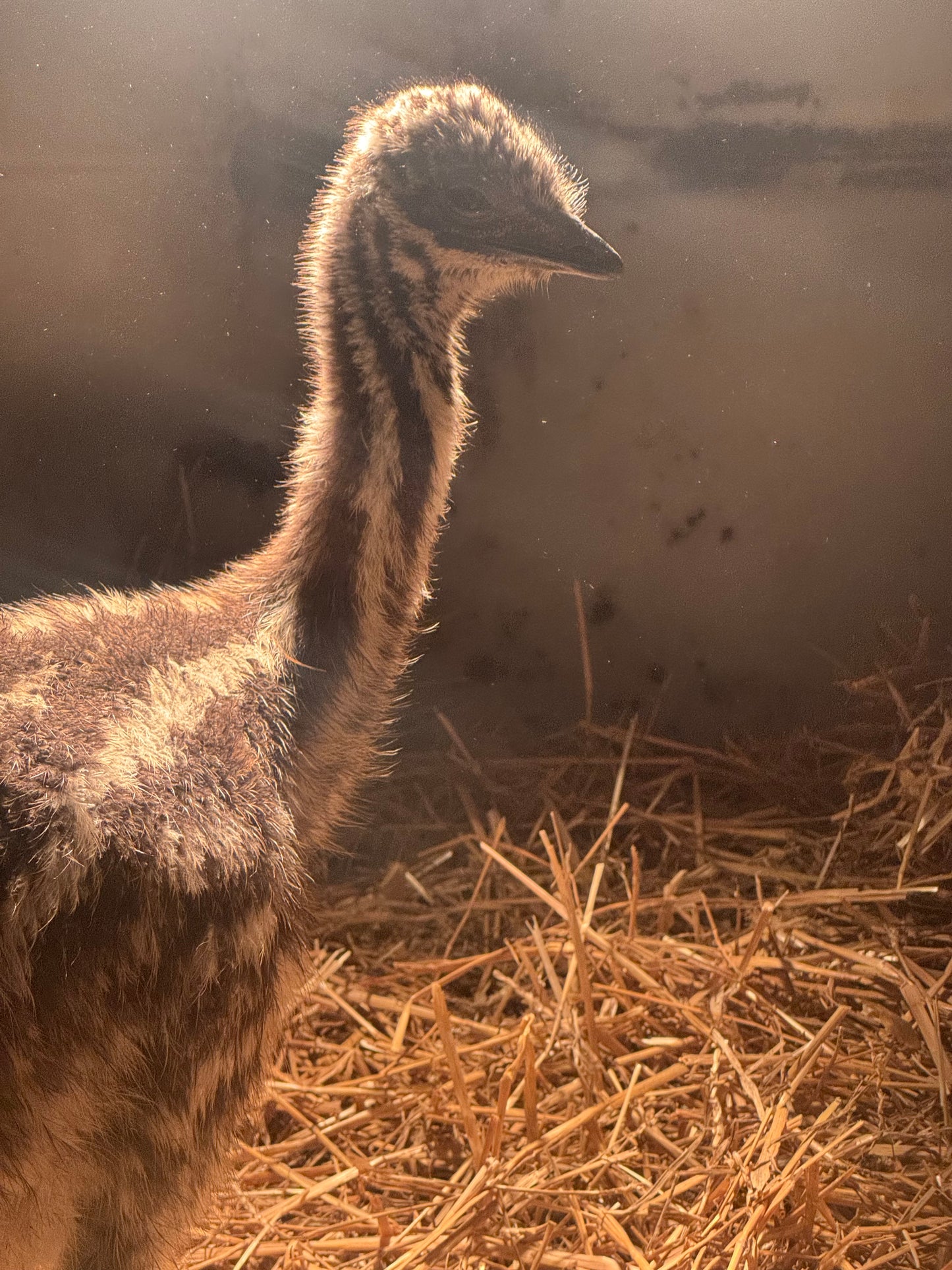 EMU Sexing via Blood