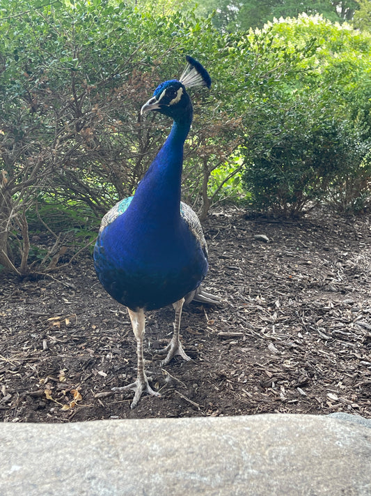 Peafowl Sexing via Blood