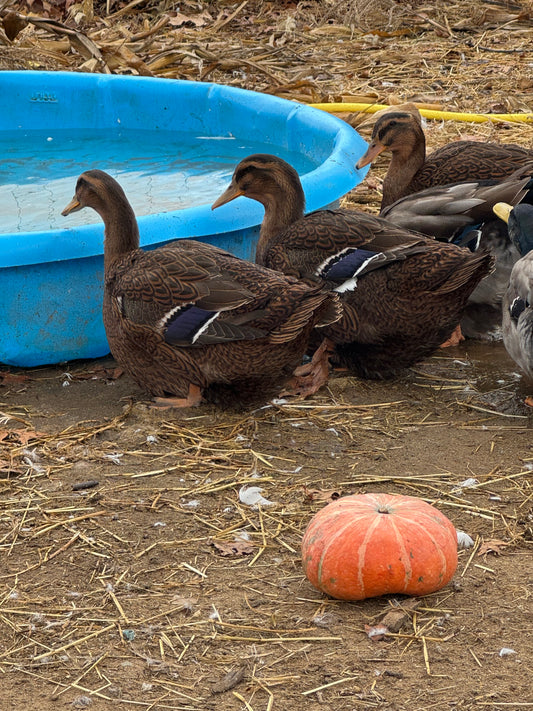 Duck/ Geese Sexing via Blood
