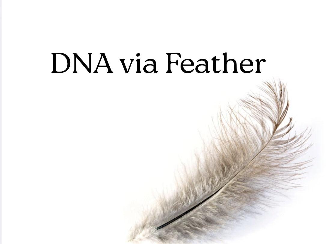 DNA Testing Via Feather