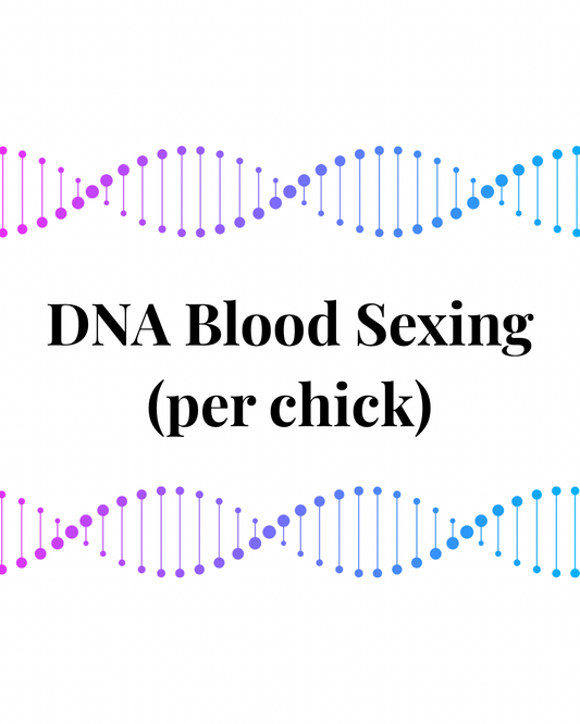 DNA blood sexing (poultry) (per chick)