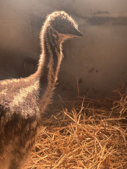 EMU Sexing via Blood