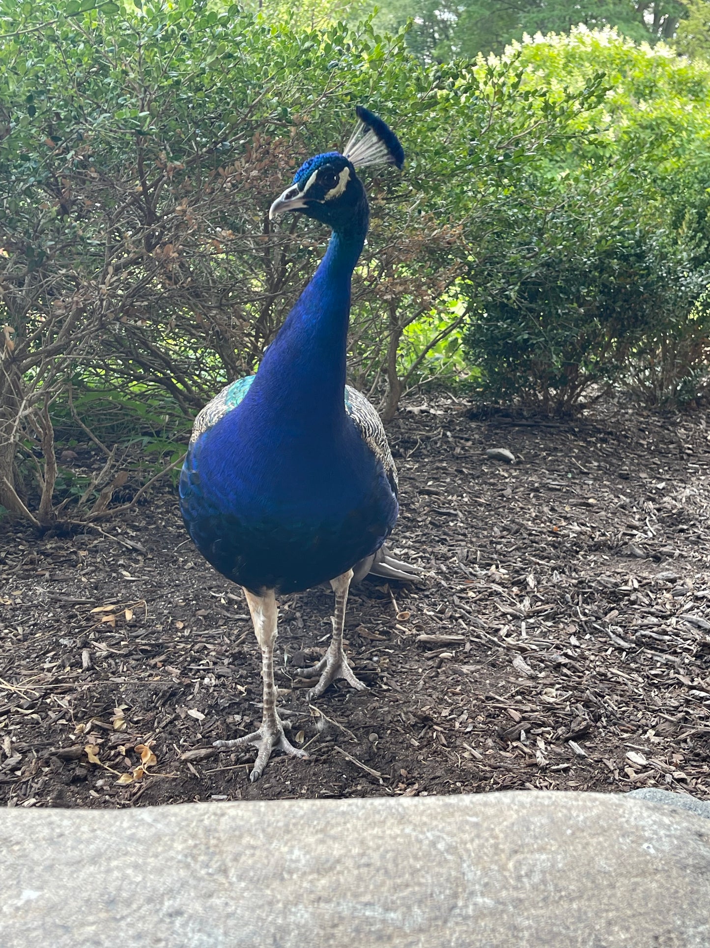 Peafowl Sexing via Blood
