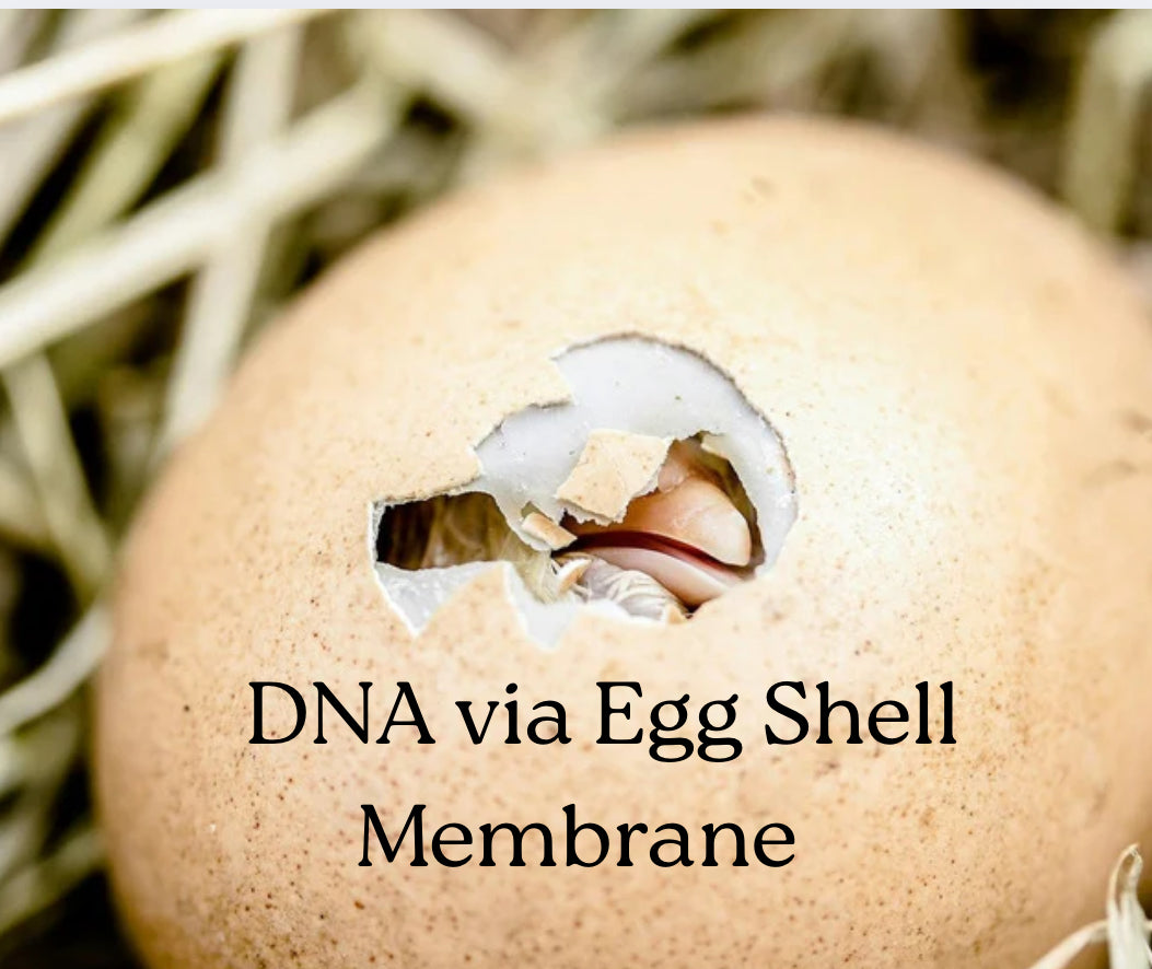 DNA via Egg Shell Membrane