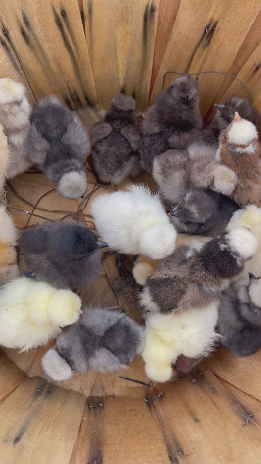 Hens choice, 12 Silkie Hatching eggs